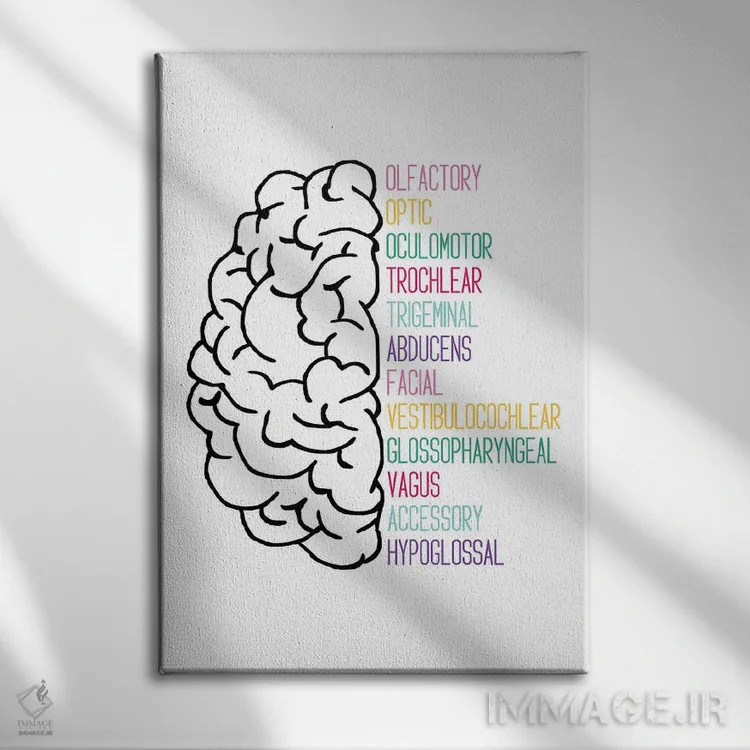 تابلو اعصاب جمجمهای روشن اثر آلیسا بانتا - نمای روبهرو روی دیوار