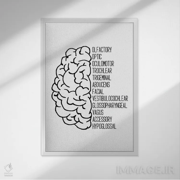 تابلو اعصاب جمجمهای سیاه اثر آلیسا بانتا - نمای قابدار سفید