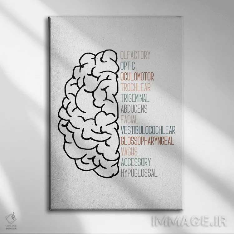 تابلو اعصاب جمجمهای خنثی اثر آلیسا بانتا - نمای روبهرو روی دیوار