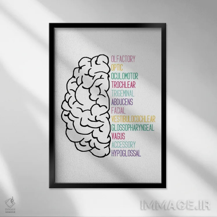 تابلو اعصاب جمجمهای روشن اثر آلیسا بانتا - نمای قابدار مشکی