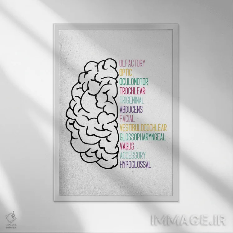 تابلو اعصاب جمجمهای روشن اثر آلیسا بانتا - نمای قابدار سفید