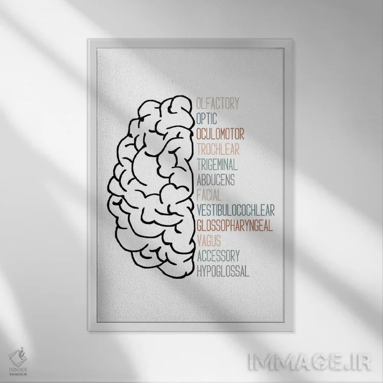 تابلو اعصاب جمجمهای خنثی اثر آلیسا بانتا - نمای قابدار سفید