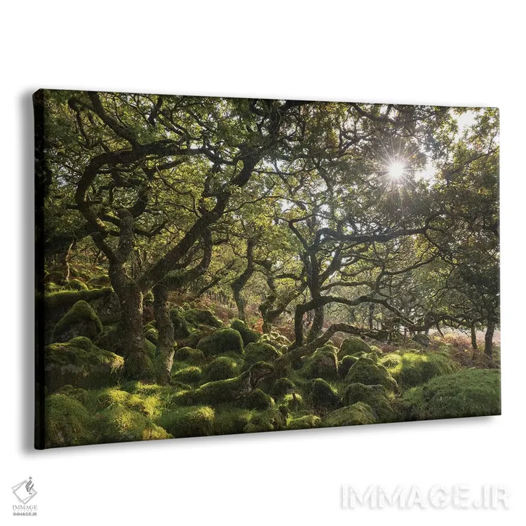 تابلو جنگلچه آفتابگیر اثر آدام برتون - نمای پرسپکتیو محصول