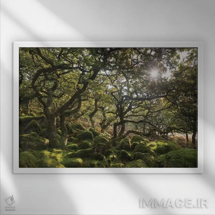 تابلو جنگلچه آفتابگیر اثر آدام برتون - نمای قابدار سفید