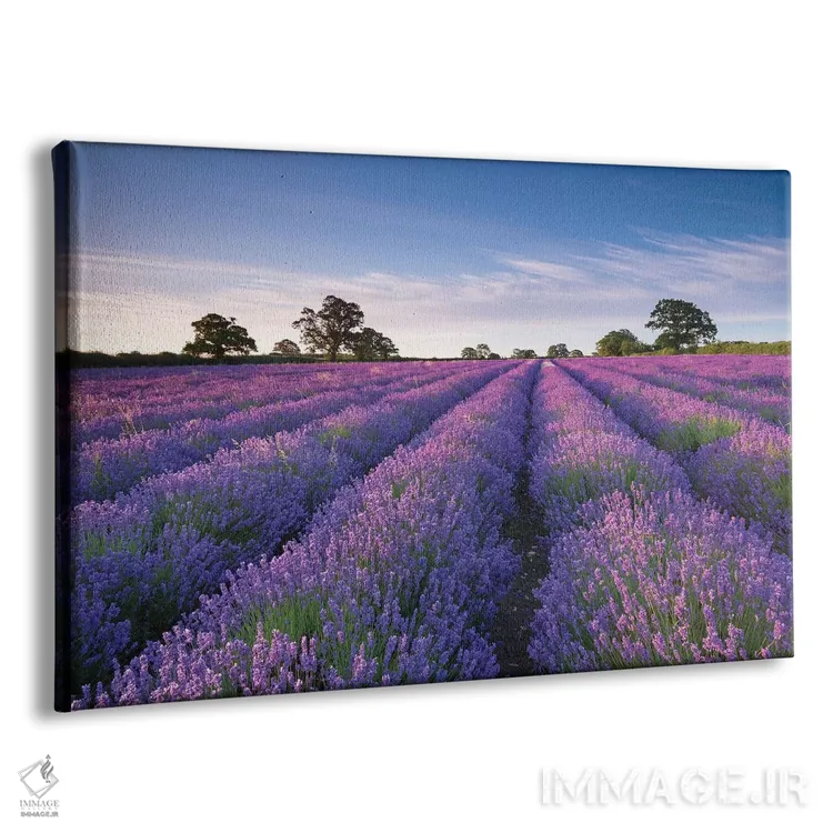 تابلو مزرعهٔ اسطوخودوس اثر آدام برتون - نمای پرسپکتیو محصول