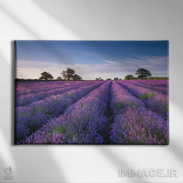 تابلو مزرعهٔ اسطوخودوس اثر آدام برتون - نمای روبهرو روی دیوار