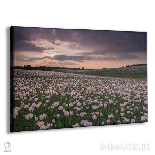 تابلو غروب در مزرعهٔ شقایق اثر آدام برتون - نمای پرسپکتیو محصول