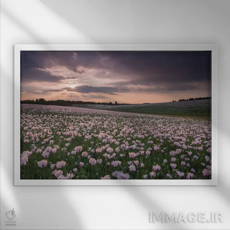 تابلو غروب در مزرعهٔ شقایق اثر آدام برتون - نمای قابدار سفید