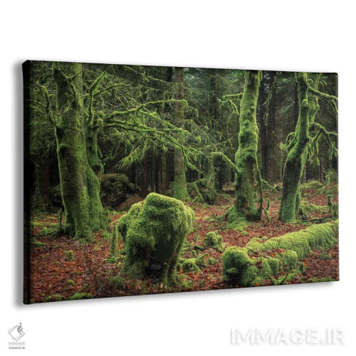 تابلو جنگل رازآلود اثر آدام برتون - نمای پرسپکتیو محصول
