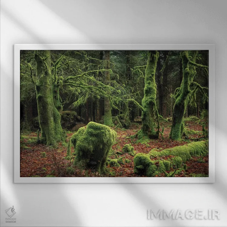 تابلو جنگل رازآلود اثر آدام برتون - نمای قابدار سفید