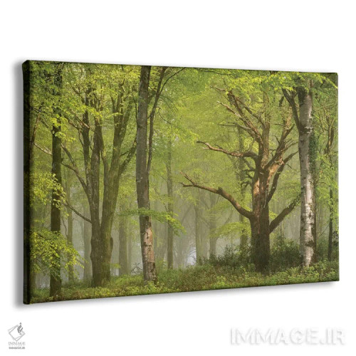 تابلو جنگل زیبا اثر آدام برتون - نمای پرسپکتیو محصول