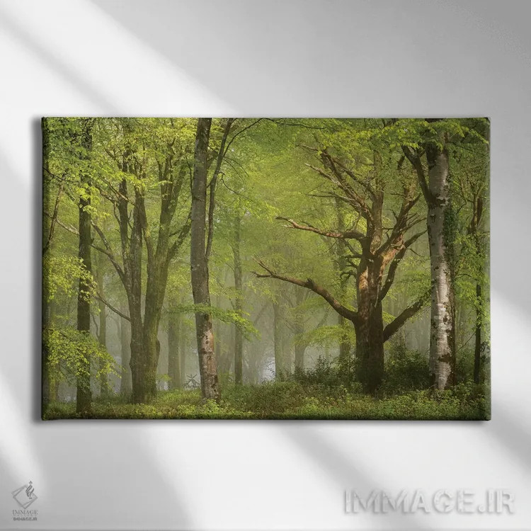 تابلو جنگل زیبا اثر آدام برتون - نمای روبهرو روی دیوار