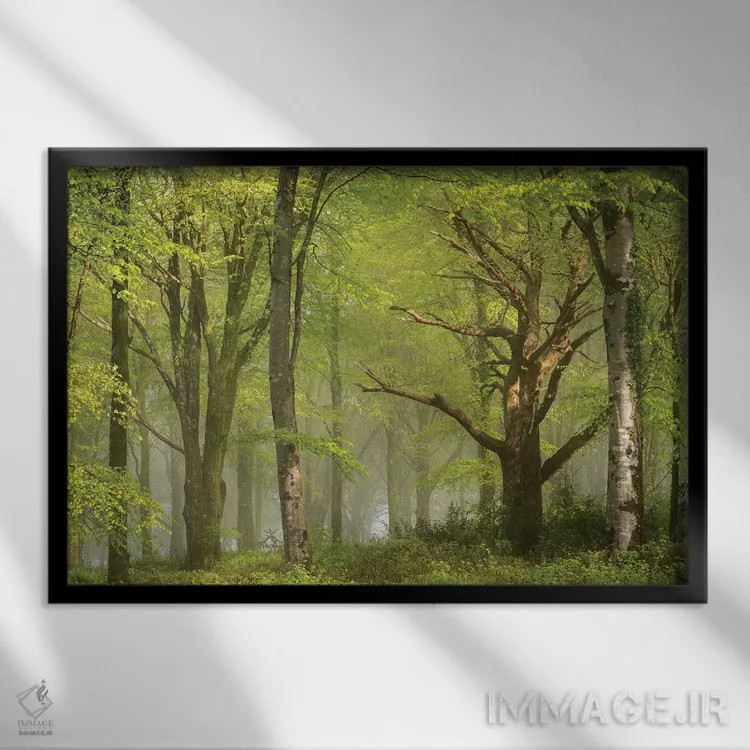 تابلو جنگل زیبا اثر آدام برتون - نمای قابدار مشکی