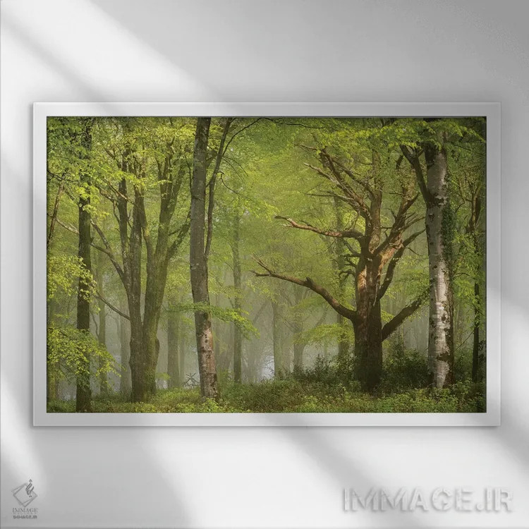 تابلو جنگل زیبا اثر آدام برتون - نمای قابدار سفید