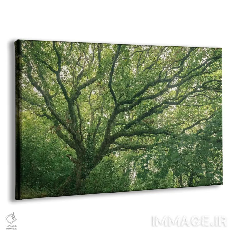 تابلو جنگل بلوط اثر آدام برتون - نمای پرسپکتیو محصول
