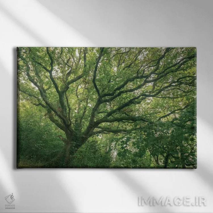 تابلو جنگل بلوط اثر آدام برتون - نمای روبهرو روی دیوار