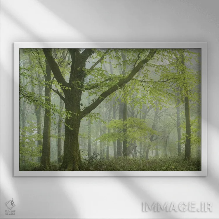 تابلو جنگل بهاری ۳ اثر آدام برتون - نمای قابدار سفید