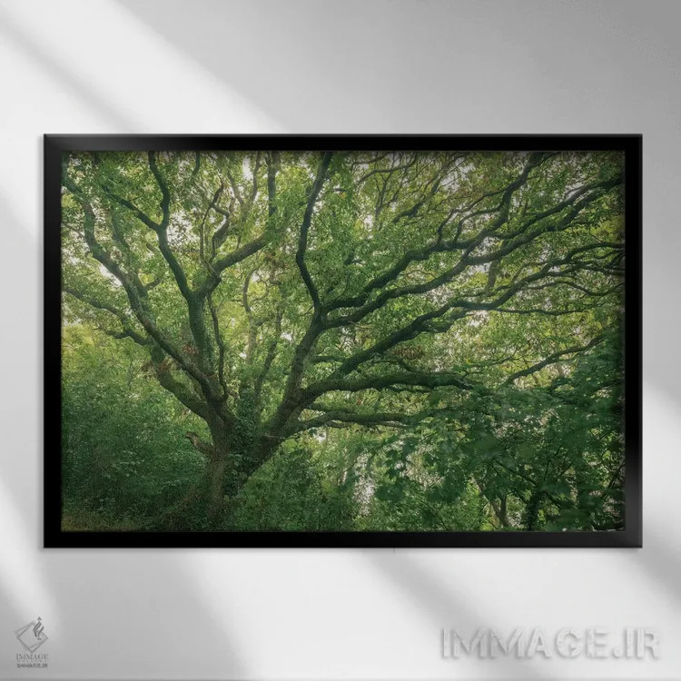 تابلو جنگل بلوط اثر آدام برتون - نمای قابدار مشکی