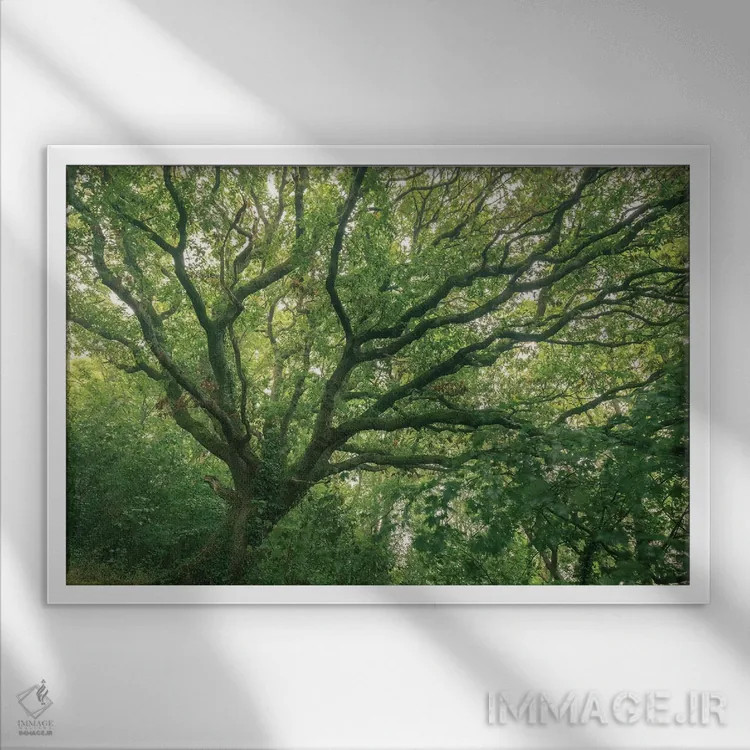تابلو جنگل بلوط اثر آدام برتون - نمای قابدار سفید