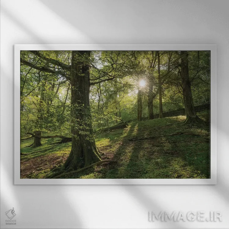 تابلو جنگل تابستانی اثر آدام برتون - نمای قابدار سفید