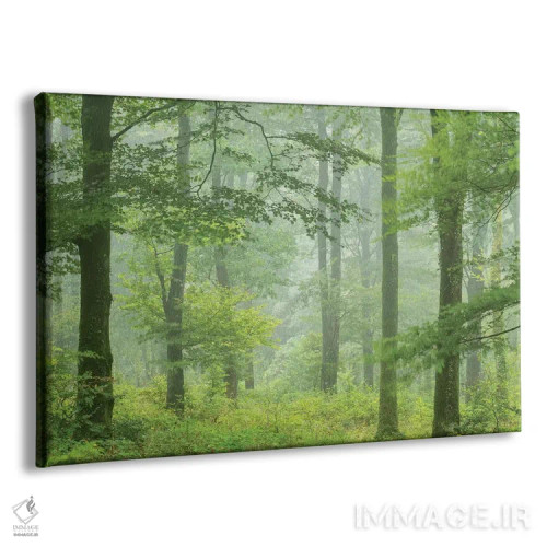 تابلو جنگل تابستانی مهآلود اثر آدام برتون - نمای پرسپکتیو محصول