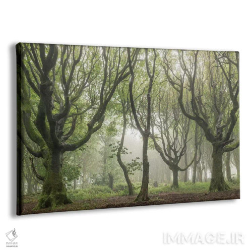 تابلو قلمروهای جنگلی ۲ اثر آدام برتون - نمای پرسپکتیو محصول