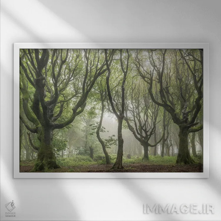 تابلو قلمروهای جنگلی ۲ اثر آدام برتون - نمای قابدار سفید