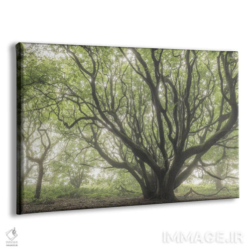 تابلو درخت دوردست اثر آدام برتون - نمای پرسپکتیو محصول