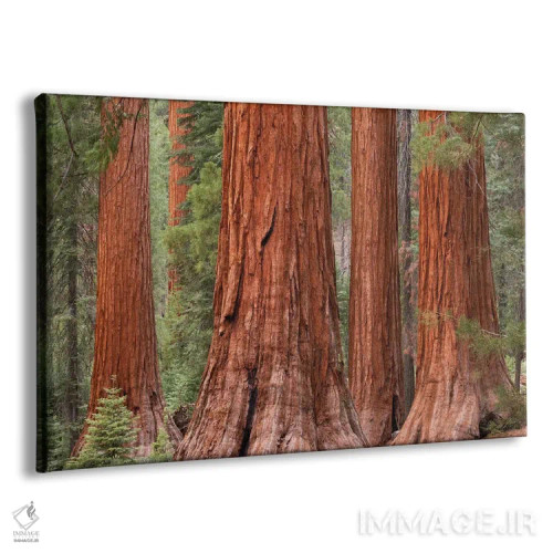 تابلو جنگل مارپیوسا (یوسمیتی) اثر آدام برتون - نمای پرسپکتیو محصول