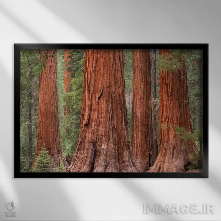 تابلو جنگل مارپیوسا (یوسمیتی) اثر آدام برتون - نمای قابدار مشکی