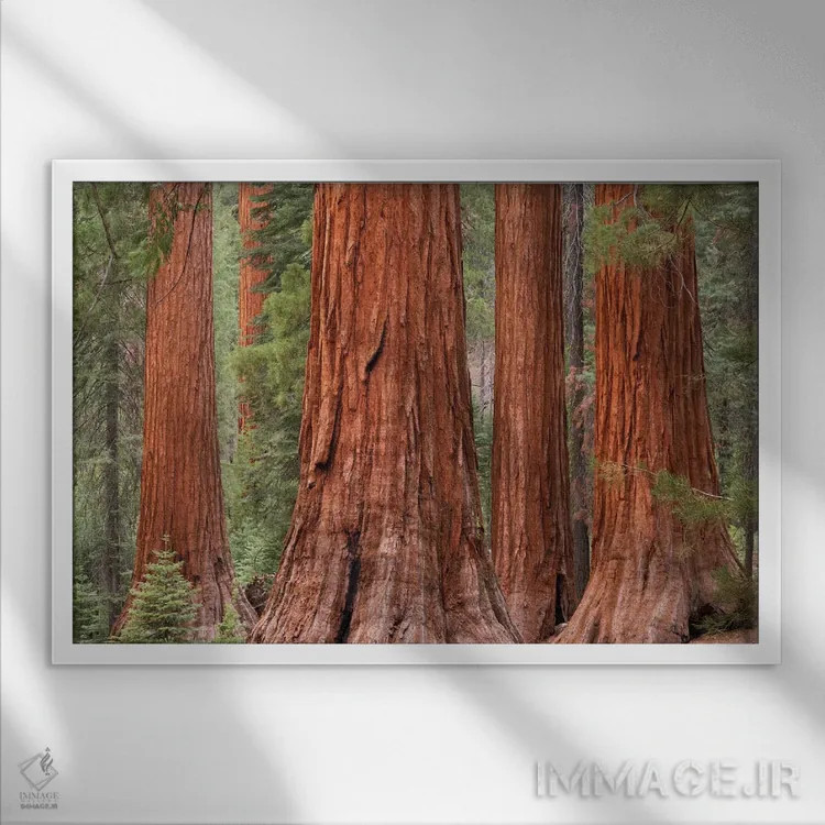 تابلو جنگل مارپیوسا (یوسمیتی) اثر آدام برتون - نمای قابدار سفید