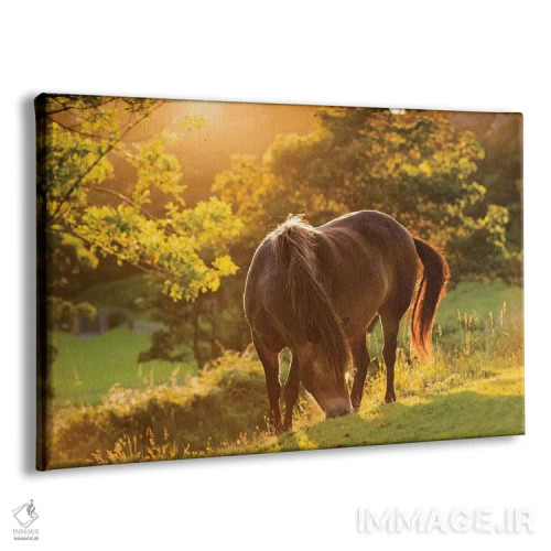 تابلو اسب اکسمور (نژاد خاص انگلیسی) اثر آدام برتون - نمای پرسپکتیو محصول