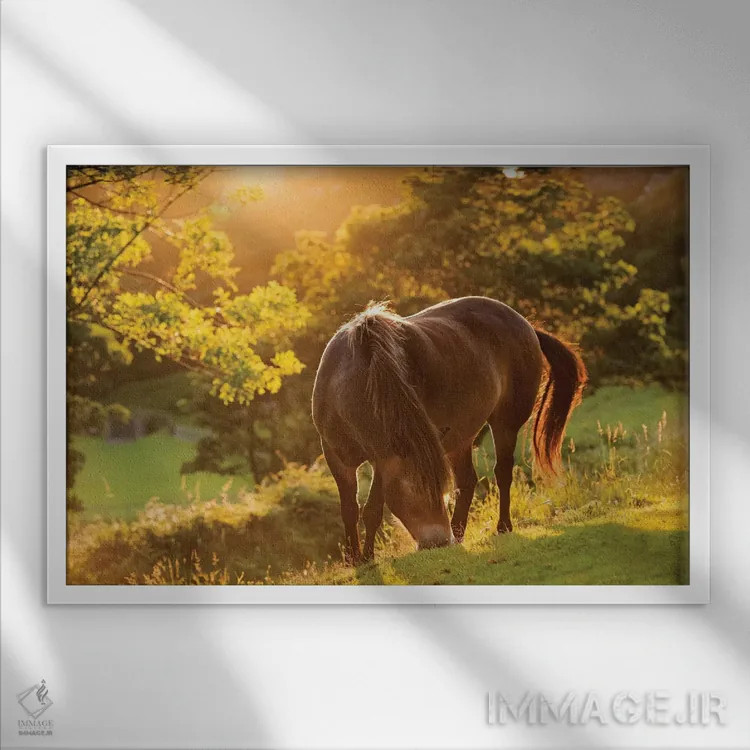 تابلو اسب اکسمور (نژاد خاص انگلیسی) اثر آدام برتون - نمای قابدار سفید