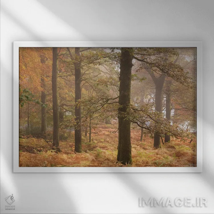 تابلو جنگل اولزووتر اثر آدام برتون - نمای قابدار سفید