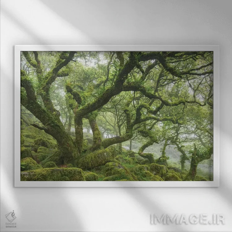 تابلو جنگل کهن اثر آدام برتون - نمای قابدار سفید