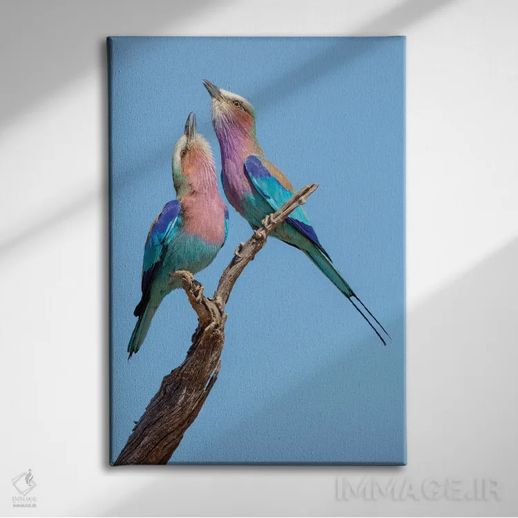 تابلو غلتکهای عشوهگر اثر آلساندرو کاتا - نمای روبهرو روی دیوار