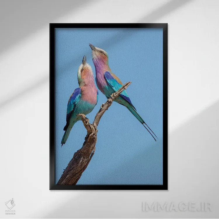 تابلو غلتکهای عشوهگر اثر آلساندرو کاتا - نمای قابدار مشکی