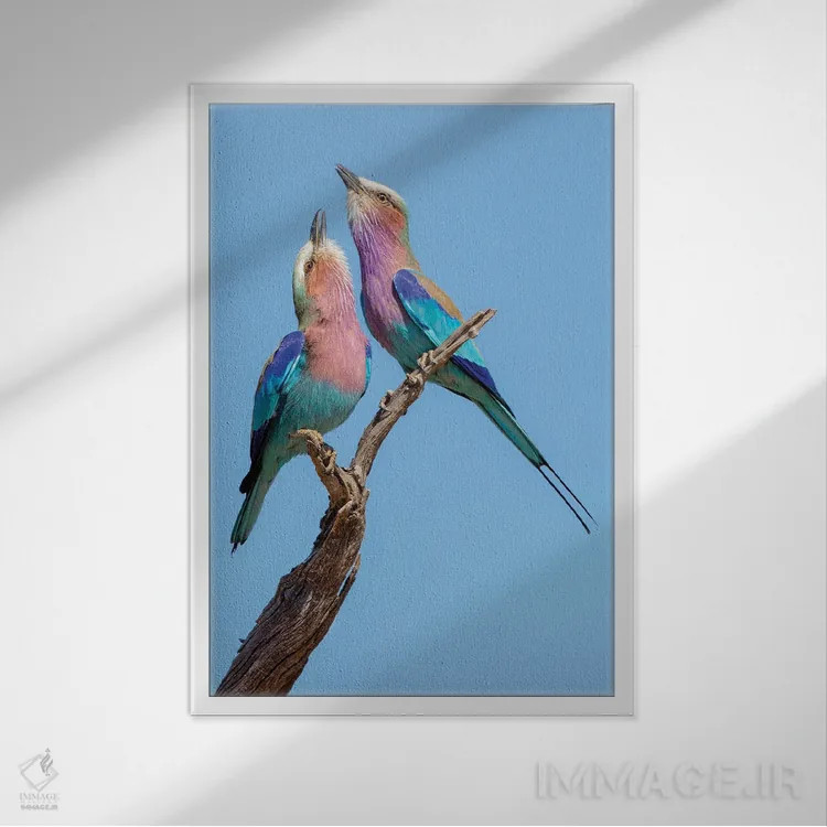 تابلو غلتکهای عشوهگر اثر آلساندرو کاتا - نمای قابدار سفید