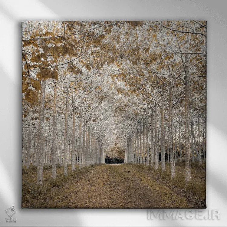 تابلو طلای سفید اثر آصاف فرانک - نمای روبهرو روی دیوار