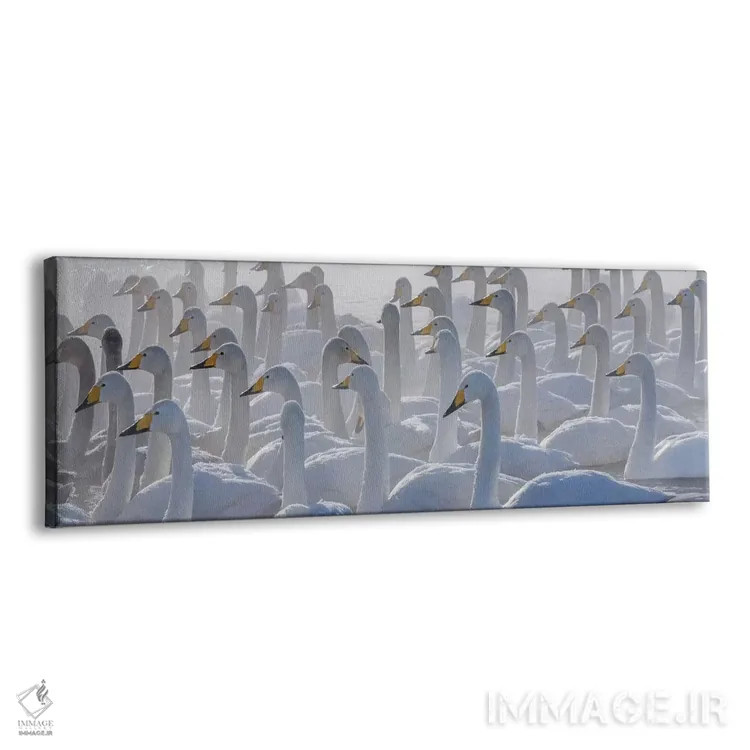 تابلو Hokkaido, Japan,قوهای هوپر، هوکایدو، ژاپن اثر آرت وولف (عکاس حیات وحش آمریکایی) - نمای پرسپکتیو محصول