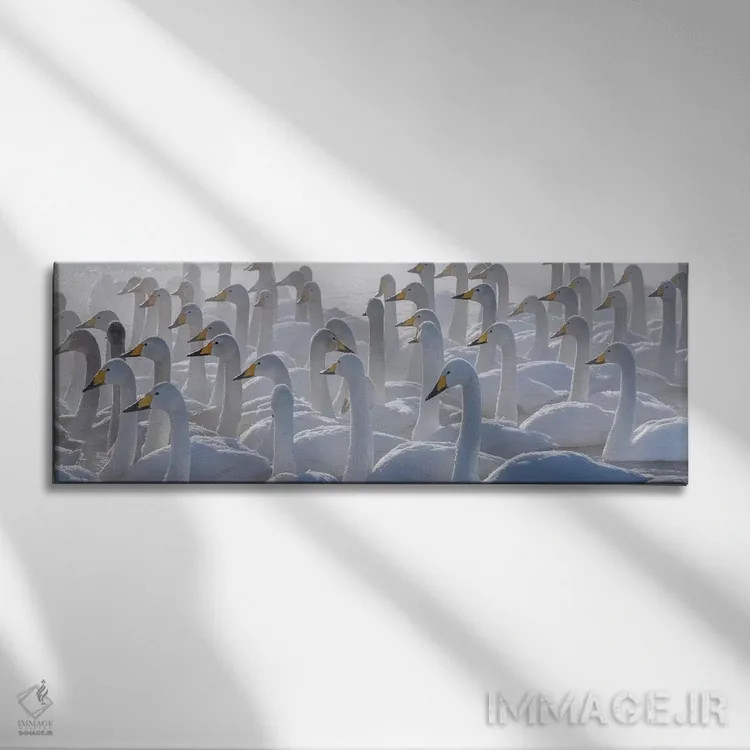 تابلو Hokkaido, Japan,قوهای هوپر، هوکایدو، ژاپن اثر آرت وولف (عکاس حیات وحش آمریکایی) - نمای روبهرو روی دیوار