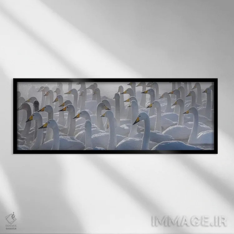 تابلو Hokkaido, Japan,قوهای هوپر، هوکایدو، ژاپن اثر آرت وولف (عکاس حیات وحش آمریکایی) - نمای قابدار مشکی