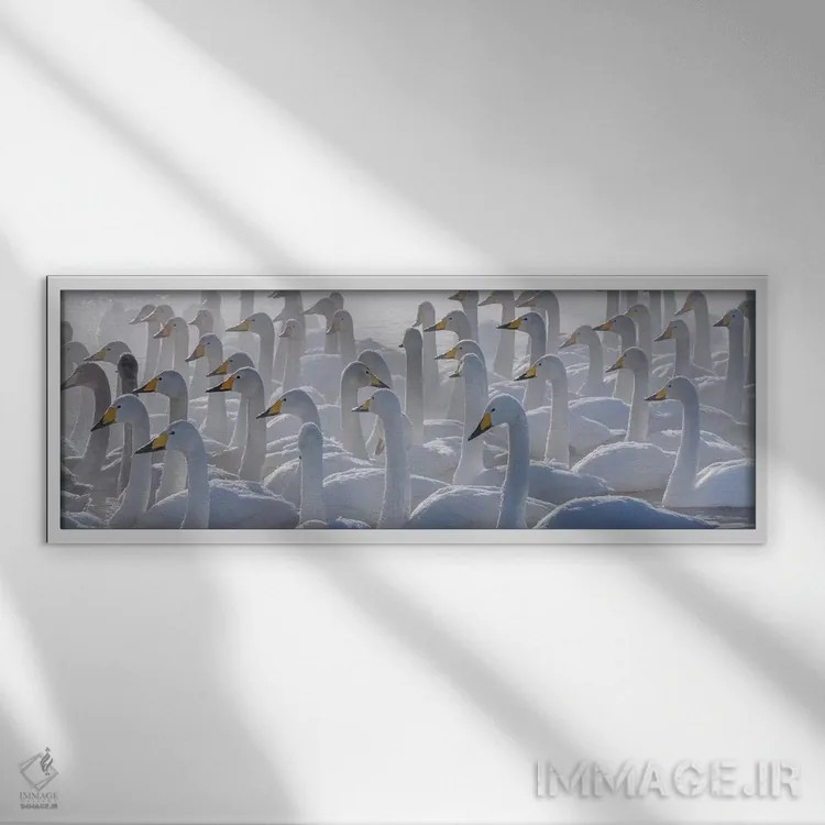 تابلو Hokkaido, Japan,قوهای هوپر، هوکایدو، ژاپن اثر آرت وولف (عکاس حیات وحش آمریکایی) - نمای قابدار سفید