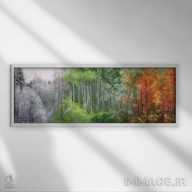 تابلو فصلهای آسپن (درخت سپیدار آمریکایی) اثر کارول کاوالاریس - نمای قابدار سفید