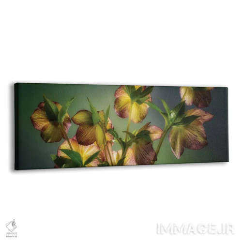 تابلو ترکیب هوستا (گونهای گیاه) اثر دنیس فراتس - نمای پرسپکتیو محصول