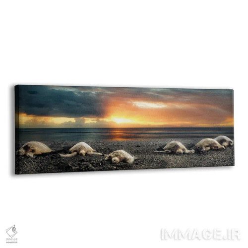 تابلو پانورامای لاکپشتهای دریایی هنگام غروب اثر دنیس فراتس - نمای پرسپکتیو محصول