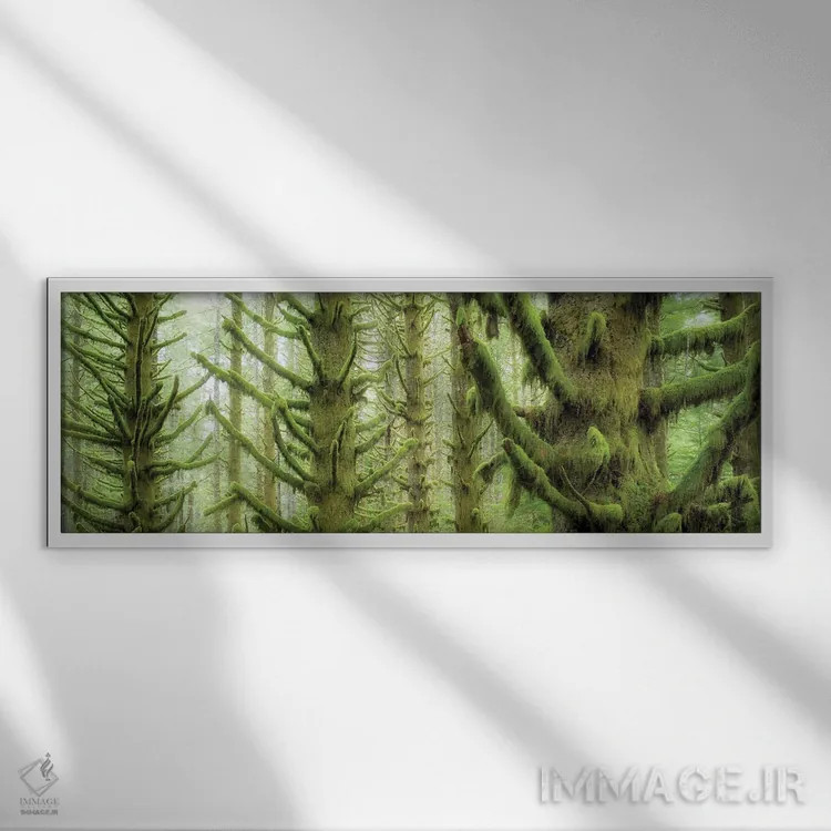 تابلو پانورامای درختان هنگام باران اثر دنیس فراتس - نمای قابدار سفید