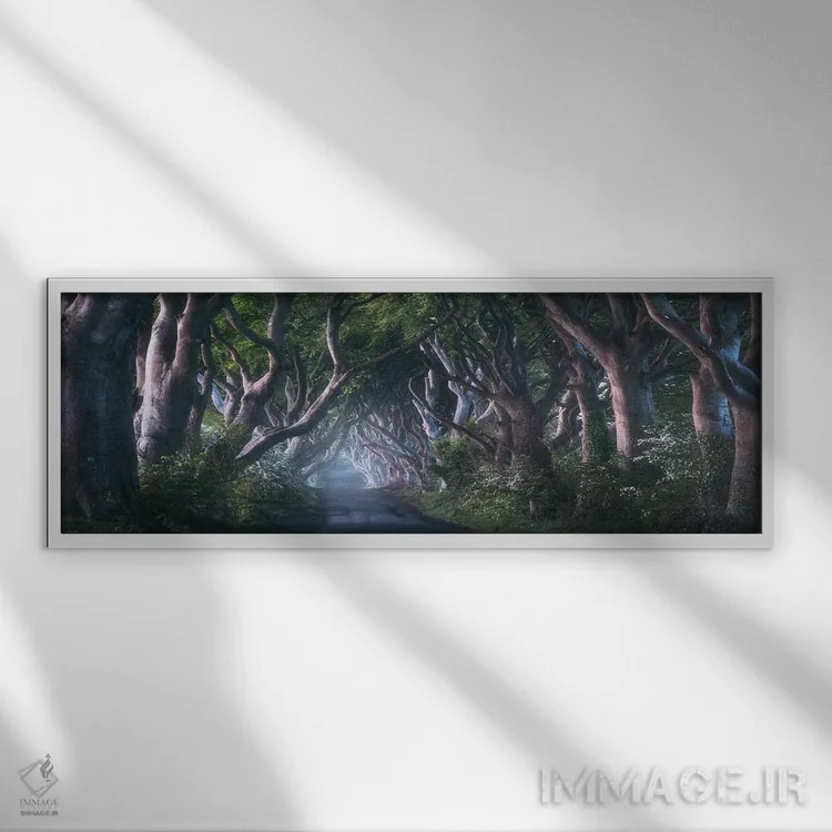 تابلو طلوع در مسیر درختان تیره در ایرلند شمالی (Dark Hedges: جاذبه مشهور) اثر دنیل گاستاگر - نمای قابدار سفید