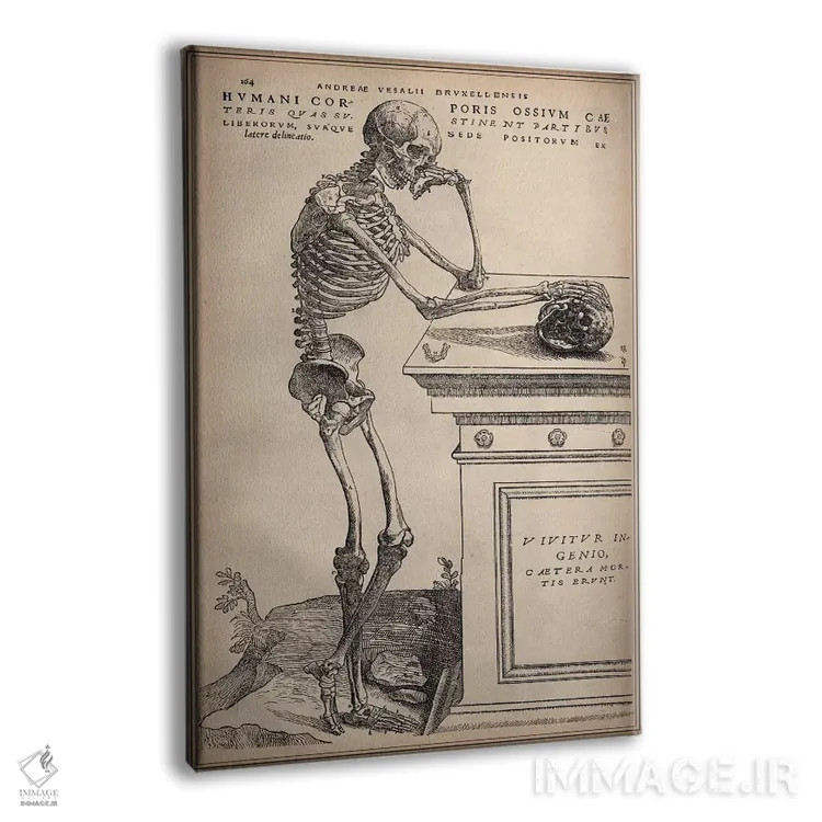 تابلو اسکلت ایستاده از اثر "ساختار بدن انسان" اثر وسالیوس (آندریاس وسالیوس - هنرمند و آناتومیست) - نمای پرسپکتیو محصول
