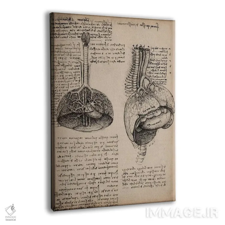 تابلو مطالعات اعضای بدن انسان در دفتر طراحی اثر لئوناردو داوینچی (نقاش و مخترع ایتالیایی) - نمای پرسپکتیو محصول